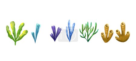 Conjunto de algas y corales de color mar. Flora submarina. Ilustración dibujada a mano sobre fondo aislado