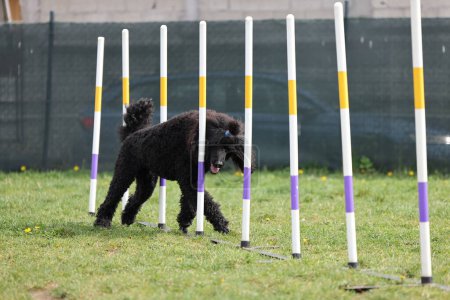 Photo for Dog running slalom on the agility field for dogs - Royalty Free Image
