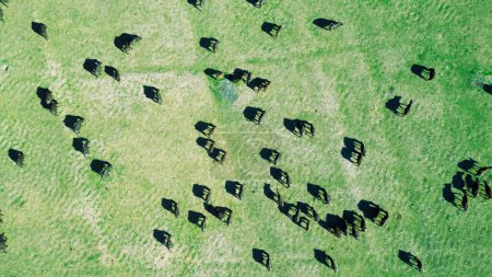 Foto de Cría de animales de búfalo, cría y cría de animales de naturaleza productiva - Imagen libre de derechos