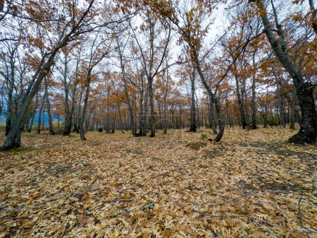 Photo for Autumn colors in dense natural oak field - Royalty Free Image