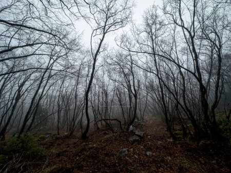 Photo for Dense forest and mysterious, foggy landscapes - Royalty Free Image