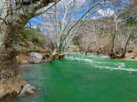 Téléchargez les photos : La texture des platanes centenaires dans les eaux exubérantes de la rivière - en image libre de droit