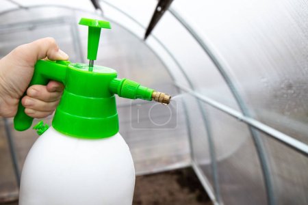 Cleaning the empty greenhouse with an antibacterial cleaner liquid, gardener hand spray it on the greenhouse wall for disinfection. Autumn gardening work concept.