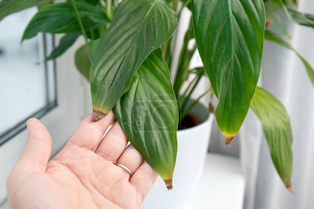 Foto de Person hand show houseplant leaf tips turning brown on Spathiphyllum commonly known as spath or peace lilies. Causes can be over watering, temperature extremes, under watering or overfertilizing. - Imagen libre de derechos