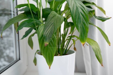 Téléchargez les photos : Houseplant Spathiphyllum commonly known as spath or peace lilies leaf tips turning brown. Causes can be over watering, temperature extremes, lack of watering or overfertilizing. - en image libre de droit