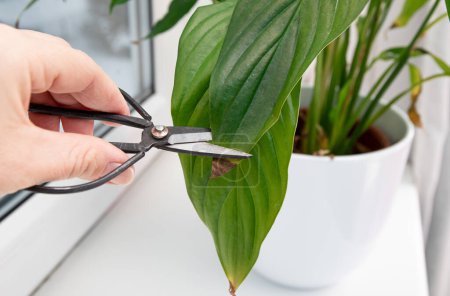 Téléchargez les photos : Person cut away houseplant Spathiphyllum commonly known as spath or peace lilies brown dead leaf tips. Leaf browning causes can be over watering, temperature extremes, lack of watering. - en image libre de droit