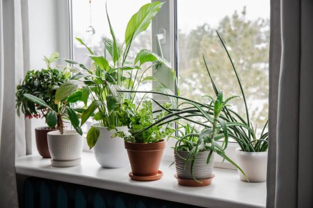 Foto de Lot of houseplants growing on window sill. From left: Ardisia crenata, Euphorbia leuconeura, Spathiphyllum, Asplenium nidus, Aloe vera, Dracaena angolensis. - Imagen libre de derechos