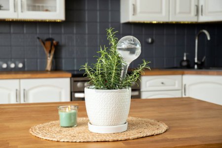 rond transparent dispositif d'arrosage automatique globe à l'intérieur pot de romarin herbe terre végétale dans la cuisine intérieure de la maison à l'intérieur, maintient les plantes hydratées pendant les vacances.