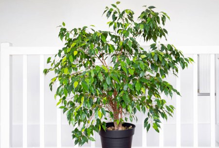 Beautiful lush houseplant Ficus benjamina, commonly known as weeping fig, benjamin fig or ficus tree growing in modern white home room.