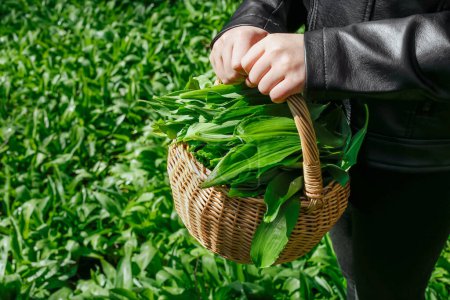 Photo for Selective focus on wicker basket full of freshly picked natural Wild garlic, Allium ursinum green leaves. Close up view of child hands holding the basket, in nature in spring. - Royalty Free Image