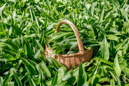 Photo for Selective focus on wicker basket full of freshly picked natural Wild garlic, Allium ursinum green leaves. Basket in growing wild garlic in nature in spring forest. - Royalty Free Image