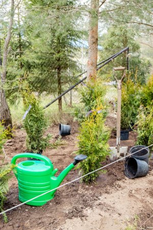 Planting Thuja occidentalis tree of life hedge in home garden soil outdoors in spring. Work in progress, watering can, shovel and empty flower pots on ground.