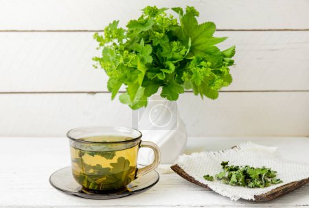 Alchemilla vulgaris, common lady's mantle medicinal herbal tea in clear cup. Fresh lady's mantle plants in vase, tea in glass and dried tea powder on plate, white wood board background.