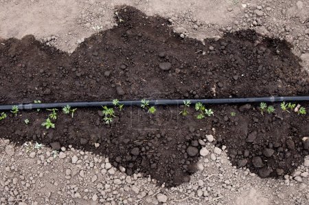 Photo for Above ground soaker hose in vegetable garden, watering young growing carrots outdoors in spring. Showing wet soil around soaker hose. - Royalty Free Image