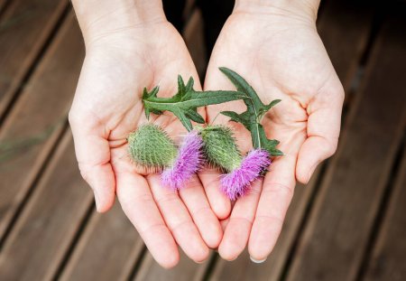Onopordum acanto, cardo de algodón, escocés o flores de cardo escocés en las manos de las palmas de las mujeres. Concepto de medicina herbal.