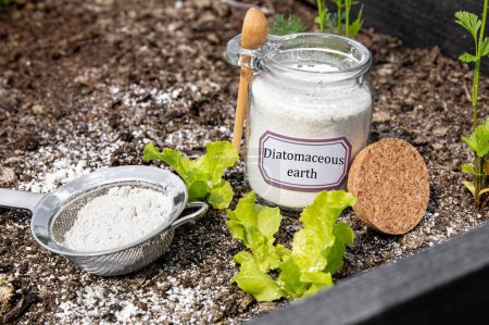 Diatomaceous earth( Kieselgur) powder in jar for non-toxic organic insect repellent. Using diatomite in garden pest control concept. 