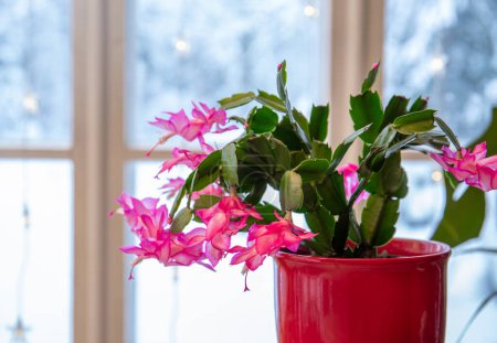 Sorte, die zur Schlumbergera Truncata Gruppe gehört und Weihnachts- oder Erntedankkaktus genannt wird. Pflanze, die im Blumentopf zu Hause wächst, blüht in voller Blüte mit verschneiter Landschaft vom Fenster aus gesehen.