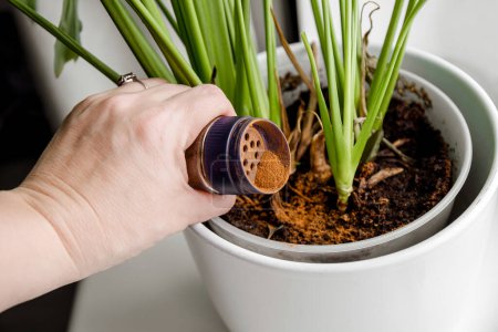 Verwendung von Zimtpulver auf Zimmerpflanze als Fungizid, das antimykotische Eigenschaften und Schädlingsbekämpfung hat. Person streut Zimtpulver auf Zimmerpflanze im Haus.