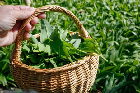 Selective focus on wicker basket full of freshly picked natural Wild garlic, Allium ursinum green leaves. Close up view of person hand holding the basket and showing, in nature in spring.