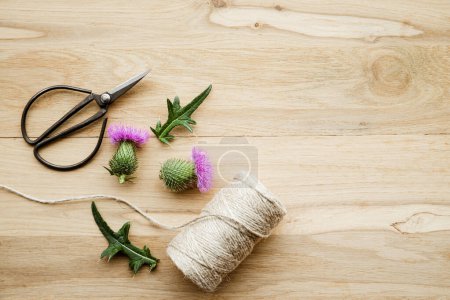 Flat lay view of Onopordum acanthium, cotton thistle, Scotch or Scottish thistle flower blossoms on oak wood background indoors with vintage scissors and roll of cotton string. Lot of copy space.