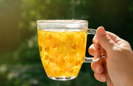 Mujer mano sosteniendo la bebida de té medicinal a base de hierbas hecho de Verbascum thapsus, el gran mullein, mayor mullein o mullein común. Vista de cerca de la taza de mano con la bebida de té.