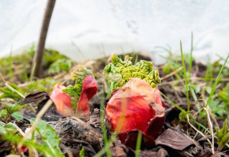 Young fresh rhubarb sprouts from the soil in spring outdoors in garden, covered with greenhouse plastic sheeting to speed up the growth with warmth.