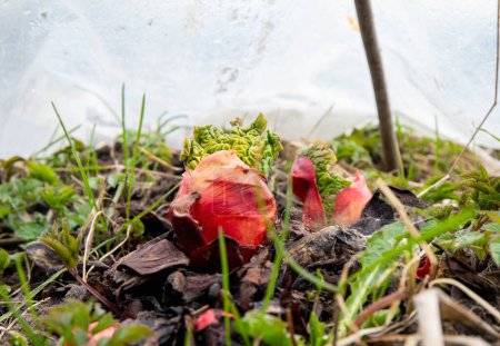 Brotes jóvenes de ruibarbo fresco del suelo en primavera al aire libre en el jardín, cubiertos con láminas de plástico de efecto invernadero para acelerar el crecimiento con calor.