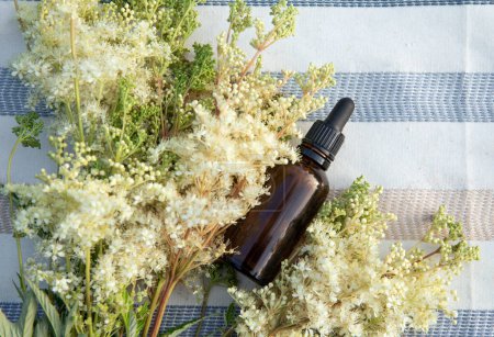 Filipendula ulmaria, known as meadowsweet or mead wort essential oil or elixir in small pipette bottle with fresh Filipendula ulmaria flower on background.