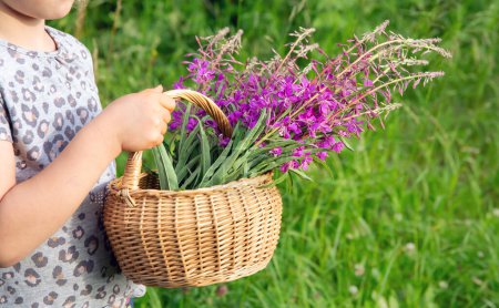 Close up view of girl child holding basket of flowers outdoors. Brown wicker basket with Chamaenerion angustifolium, fireweed, great willowherb or rosebay willowherb.
