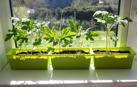 Pre growing young watermelon Citrullus lanatus plants from seed inside flower pot in home on window sill before planting outdoors. Sunny spring day.