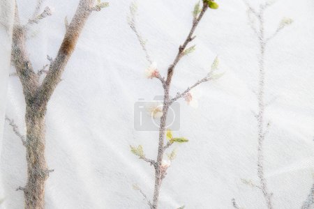 Obstbaumblüten mit weißem Frostschutzgewebe im Vorfrühling im Garten vor Erfrierungen schützen.