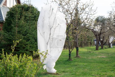 Protecting fruit tree blossoms from cold frostbite in early spring outdoors in garden with white freeze protection fabric.