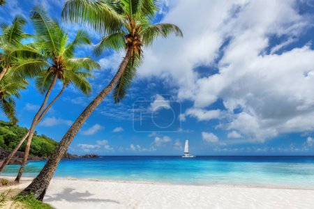 Photo for Paradise beach with palm trees and sailboat in tropical sea in Jamaica island in Caribbean sea. - Royalty Free Image