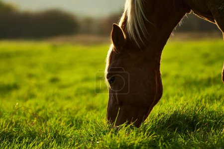 Hermoso caballo marrón pastando en un prado con hierba verde, retrato de vista lateral de animales en la naturaleza