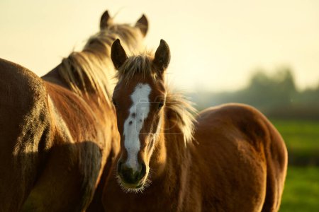 Téléchargez les photos : Portrait de cheval rouge sur le ciel couchant au pré, poulain avec jument broutant ensemble - en image libre de droit