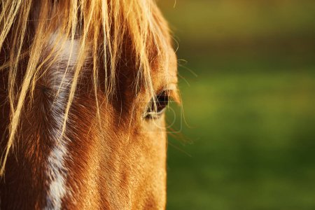 Foto de Retrato de cerca de un caballo, ojo y cabeza de caballo marrón pastando en las luces del amanecer - Imagen libre de derechos