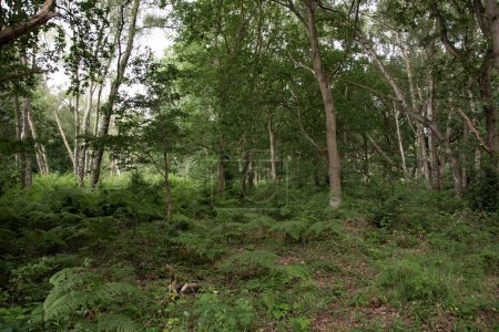 Printemps dans la forêt de Sherwood, Royaume-Uni