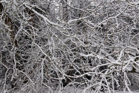 Téléchargez les photos : Branches sous la neige en hiver. Arbres sous poids de neige. - en image libre de droit