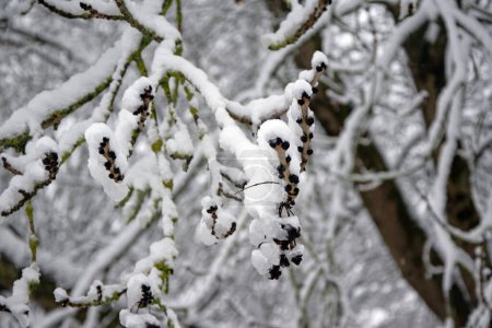 Téléchargez les photos : Branches sous la neige en hiver. Arbres sous poids de neige. - en image libre de droit