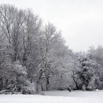 Winter landscape of trees beside a field after a fresh snowfall