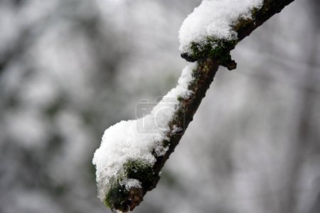 Téléchargez les photos : Gros plan des branches d'arbres couvertes de givre. Il neige. Concentration sélective. - en image libre de droit