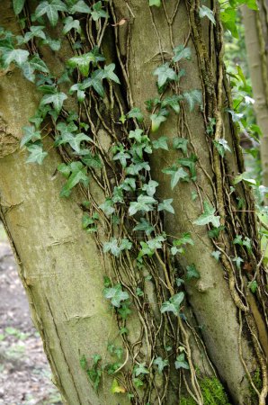 English ivy growing on side of large tree. Hedera helix