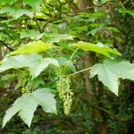 Sycamore maple tree. Acer pseudoplatanus. Close up of leaves and flowers