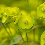 Macro close up image of leafy spurge flowers. Selective focus