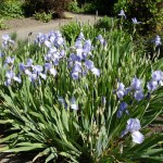 Full frame image of German iris shrub, Iris germanica