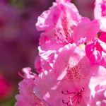 Close up macro image of pink azalea flowers. Pacific rhododendron. Vertical image