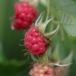 Close up macro image of red raspberry. Summer. Selective focus