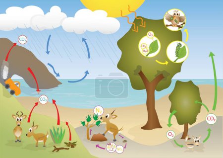 Ilustración de Ilustración de diseño de vectores de ecosistemas y biodiversidad. Ilustración vectorial plana - Imagen libre de derechos