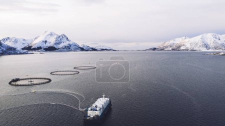 Lachsfischzucht im Norwegischen Meer. Lebensmittelindustrie, traditionelle handwerkliche Produktion, Umweltschutz. Luftaufnahme von Rundnetzen zum Züchten und Fangen von Fischen in arktischem Wasser umgeben von Fjorden