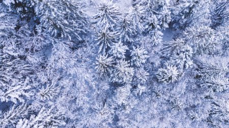 Vista superior de árboles de coníferas con abetos y abetos cubiertos de nieve en el bosque en el frío día de invierno en el campo